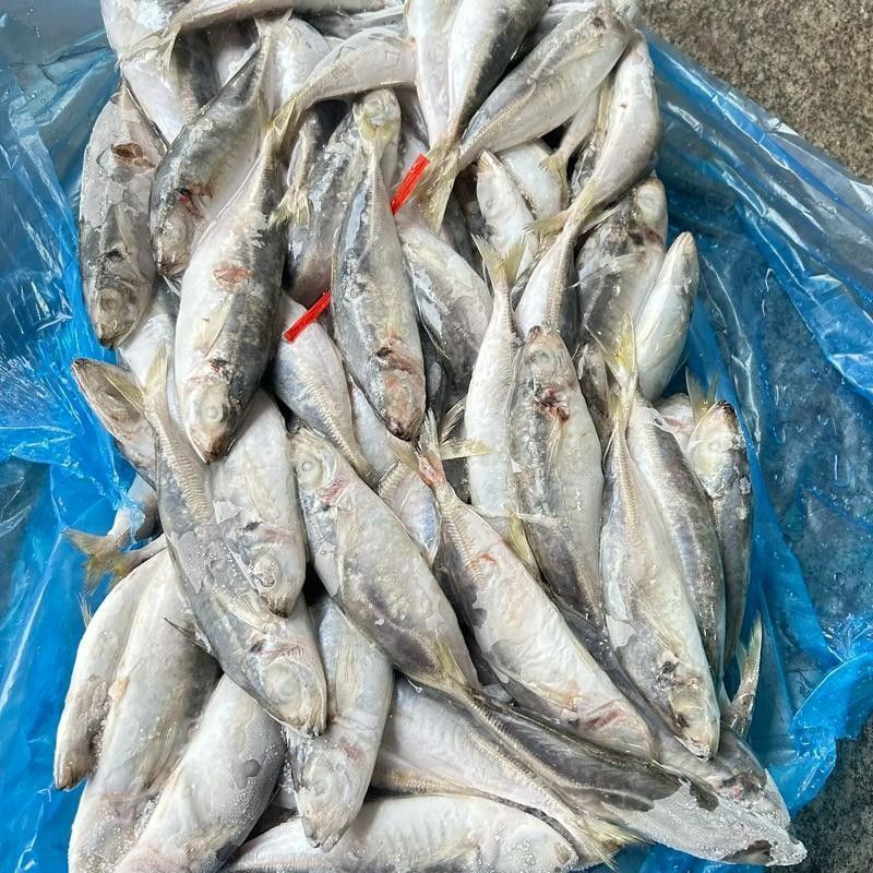 巴浪魚的價格是多少（巴浪魚價格是多少）