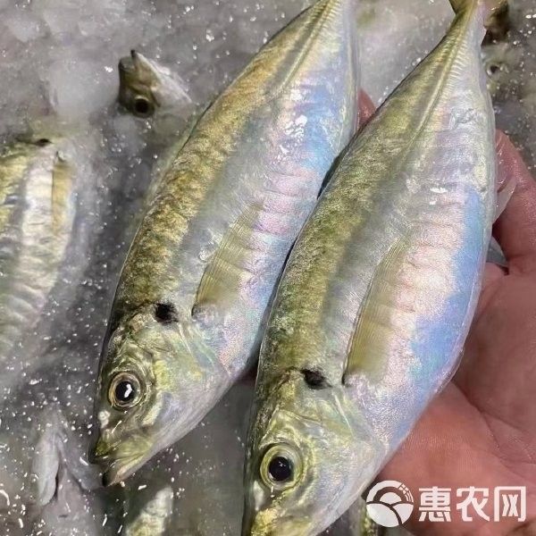 巴浪魚的價格是多少（巴浪魚價格是多少）