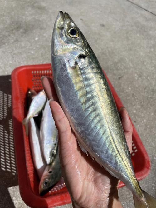 巴浪魚的價格是多少（巴浪魚價格是多少）