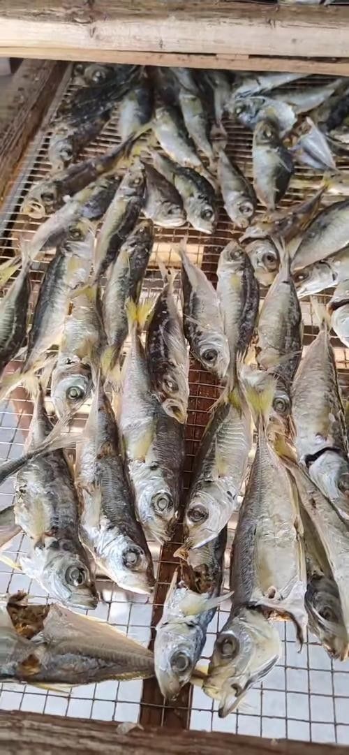 巴浪魚的價格是多少（巴浪魚價格是多少）