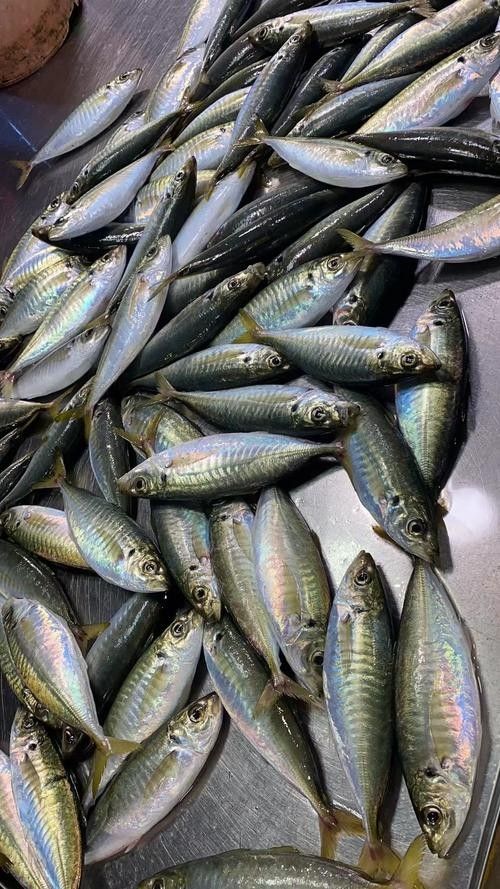 巴浪魚的價格是多少（巴浪魚價格是多少）