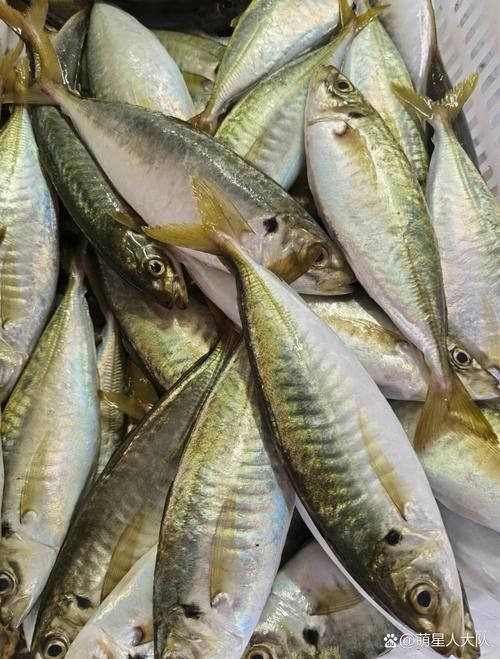 巴浪魚的價格是多少（巴浪魚價格是多少）