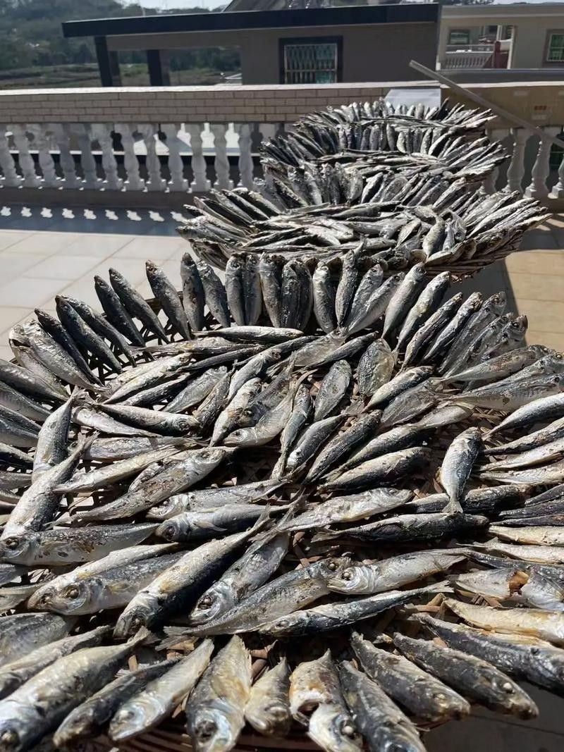 巴浪魚的價格是多少（巴浪魚價格是多少）