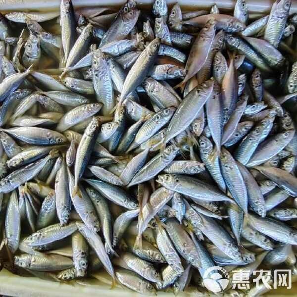巴浪魚的價格是多少（巴浪魚價格是多少）