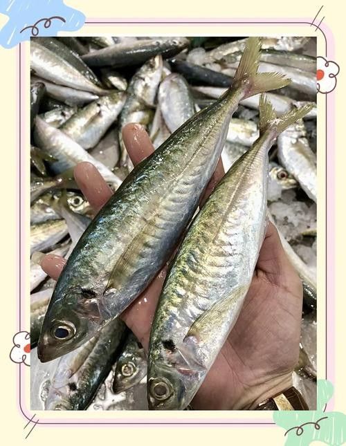 巴浪魚的價格是多少（巴浪魚價格是多少）