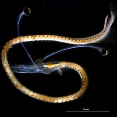 深海黑龍魚有哪些品種（常見的深海黑龍魚品種簡介黑龍魚的常見品種簡介）