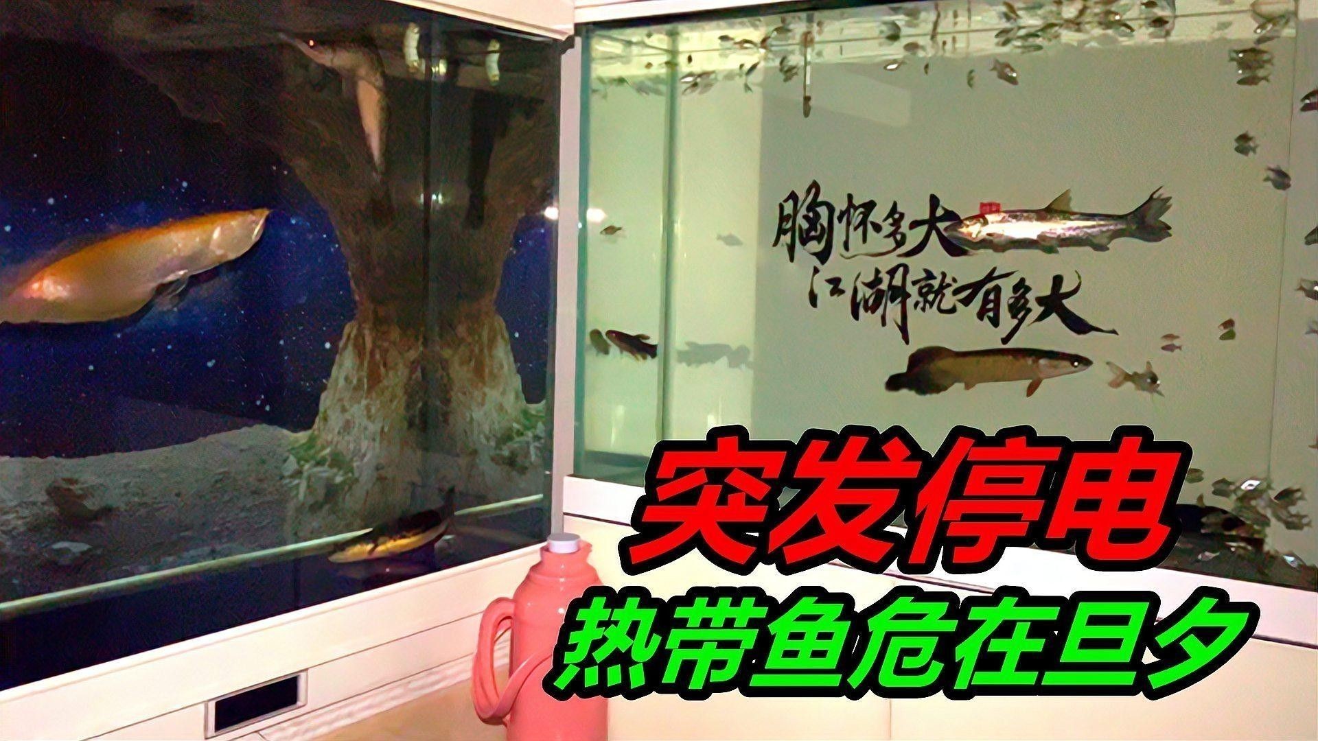 龍魚弓背會(huì)自愈嗎？（奔跑駿馬坡,龍魚弓背會(huì)自愈嗎龍魚弓背會(huì)自愈嗎）