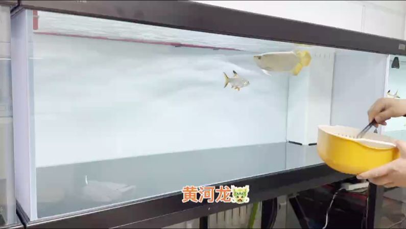 高端龍魚，高品質速凍魚食（高端龍魚高品質速凍魚食）