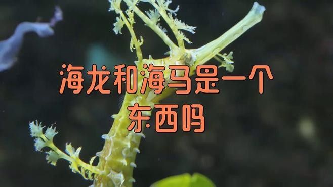 海龍和海馬如何正確使用？（海龍和海馬怎么搭配服用）