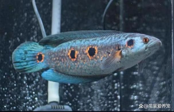 如何保持雷龍魚的水溫穩定（雷龍魚水溫多少度狀態好正飛工坊雷龍魚飼養指南）