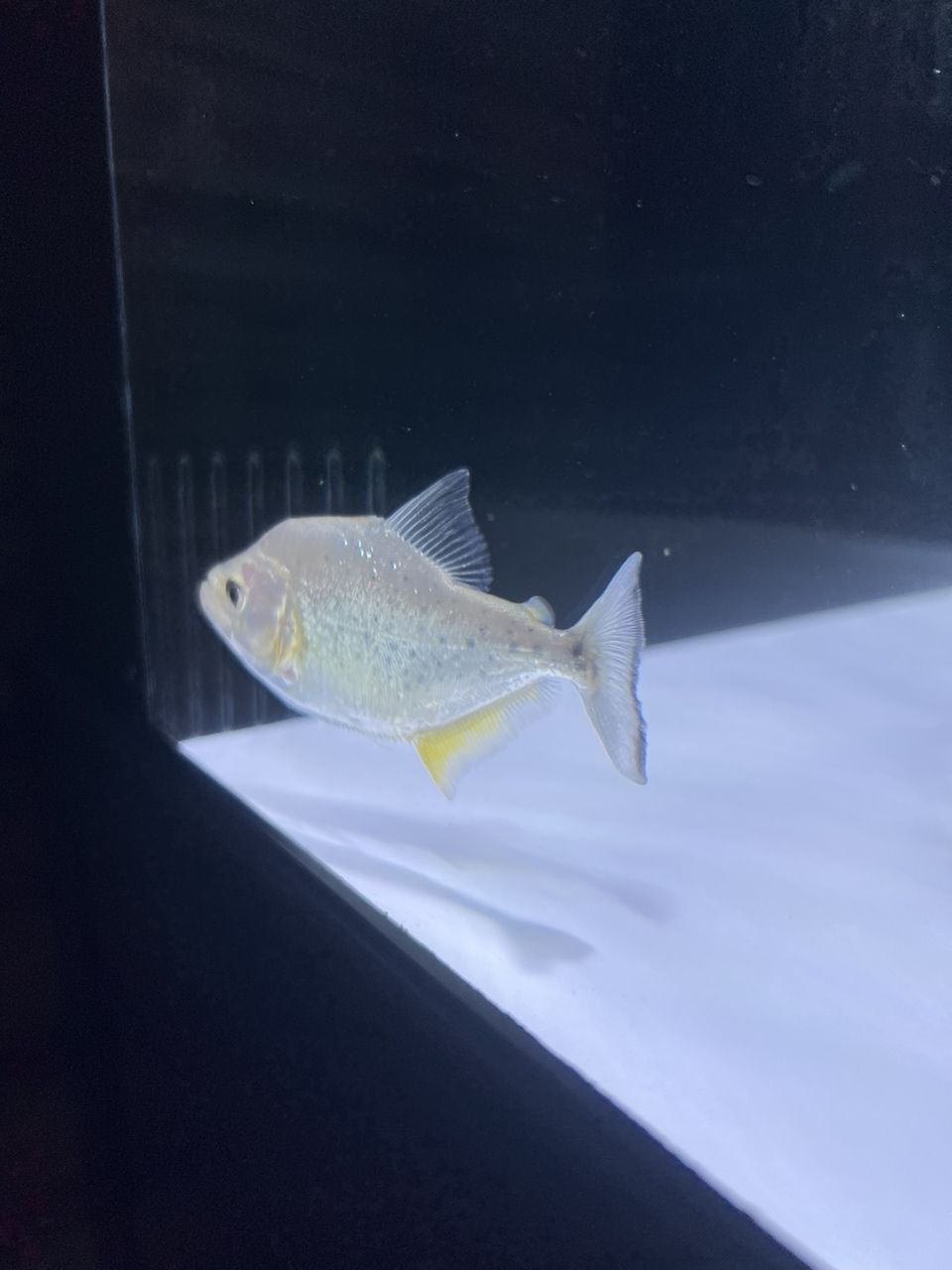 小阿瓜第一天(小阿瓜第一天,) 龍魚(yú)論壇 第2張 小阿瓜第一天(小阿瓜第一天,) 小阿瓜第一天(小阿瓜第一天,) 龍魚(yú)論壇 第2張