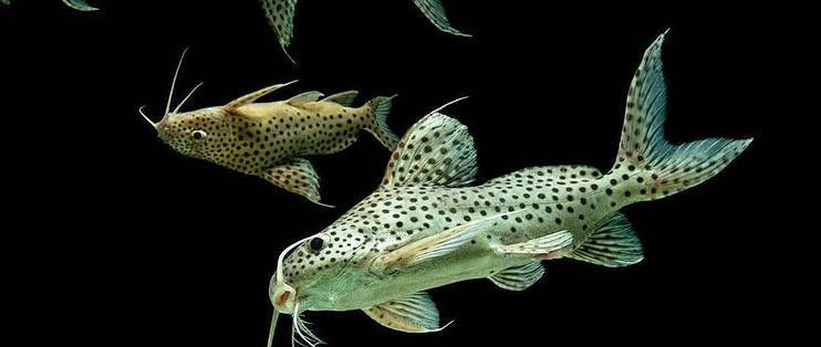 如何自制龍魚和鸚鵡魚的躲避屋？（如何制作魚缸躲避屋，簡單又實用）