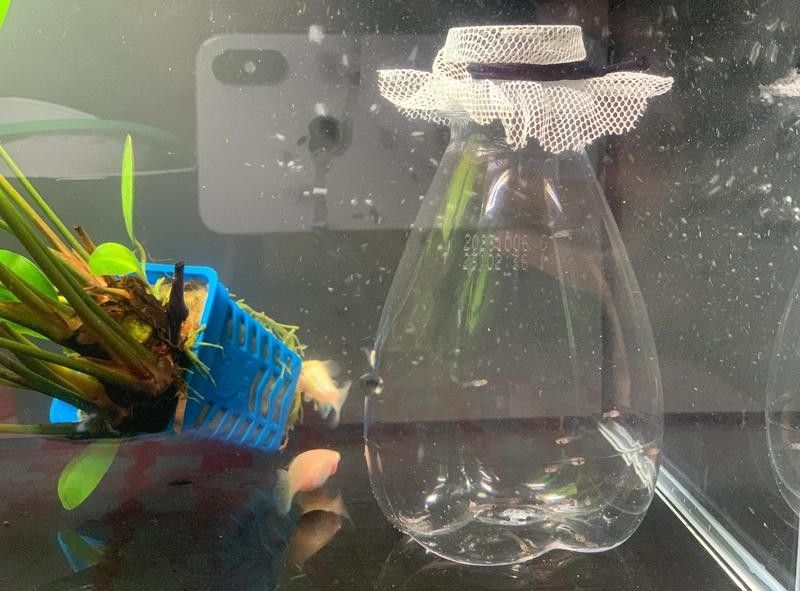 如何自制龍魚和鸚鵡魚的躲避屋？（如何制作魚缸躲避屋，簡單又實用）