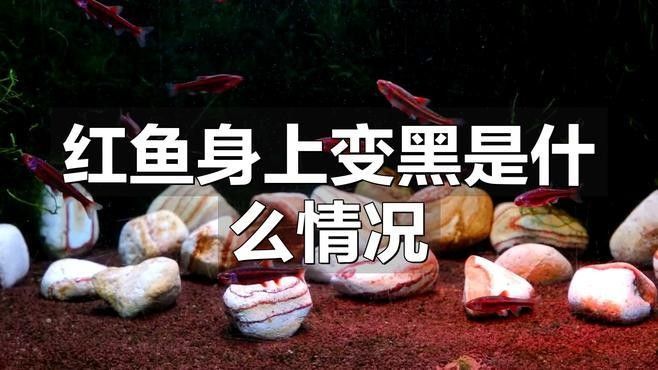 紅龍魚鱗片發(fā)黑可以自愈嗎？（紅龍魚鱗片發(fā)黑可以自愈嗎）