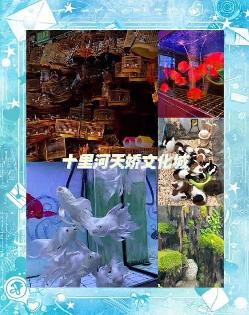 哪里可以買(mǎi)到金背龍魚(yú)（北京金背龍魚(yú)購(gòu)魚(yú)經(jīng)驗(yàn)教訓(xùn)，金背龍魚(yú)購(gòu)魚(yú)經(jīng)驗(yàn)教訓(xùn)）