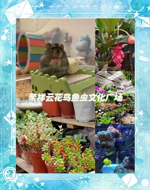 哪里可以買(mǎi)到金背龍魚(yú)（北京金背龍魚(yú)購(gòu)魚(yú)經(jīng)驗(yàn)教訓(xùn)，金背龍魚(yú)購(gòu)魚(yú)經(jīng)驗(yàn)教訓(xùn)）