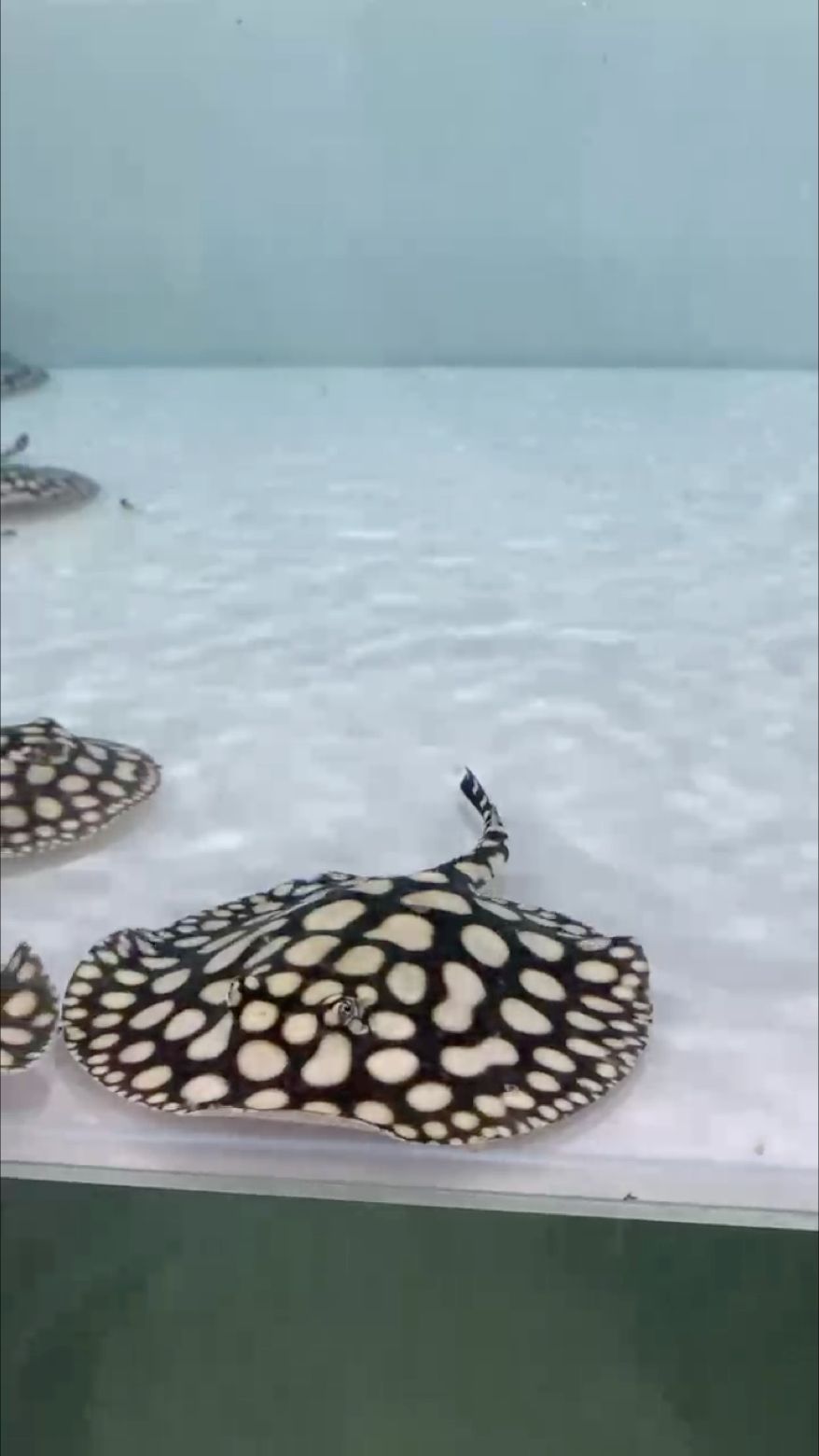 小男神打個卡（北京精神六院謝主任評論：小男神打個卡，在當今社會）