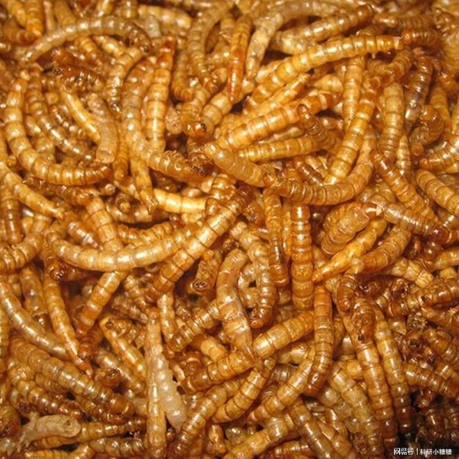 面包蟲作為輔食的比例是多少？（新知|“蟲粉”食品或成新風尚中國科普網） 面包蟲作為輔食的比例是多少？（新知|“蟲粉”食品或成新風尚中國科普網） 龍魚百科 第7張