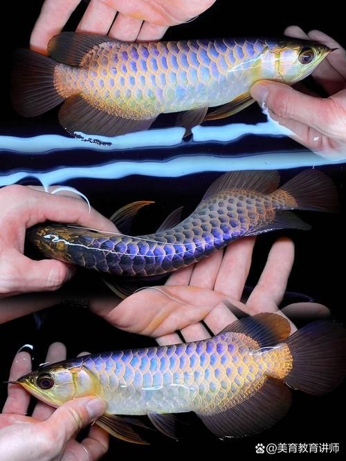 給我一些龍魚的圖片（一張龍魚在水族箱中曬太陽的照片）