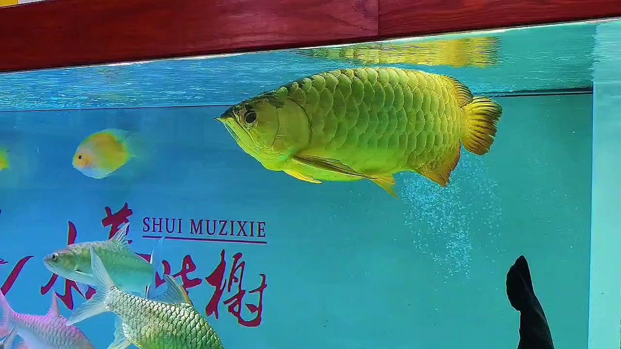老龍王（《老龍王》一部關于老龍王的電影） 老龍王（《老龍王》一部關于老龍王的電影） 龍魚論壇