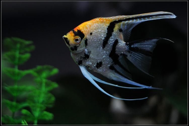 七彩魚發情期如何隔離？（七彩神仙魚發情期怎么隔離）