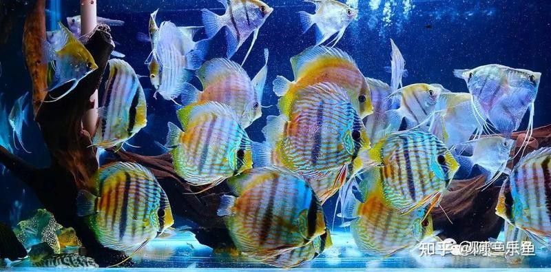 七彩魚發情期如何隔離？（七彩神仙魚發情期怎么隔離）