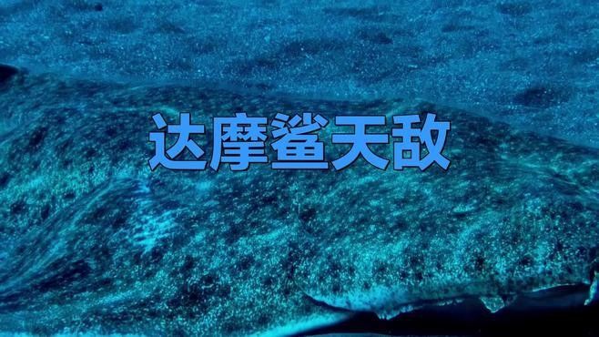 達摩鯊有哪些天敵？（達摩鯊在自然界中仍然面臨著一些天敵的威脅）