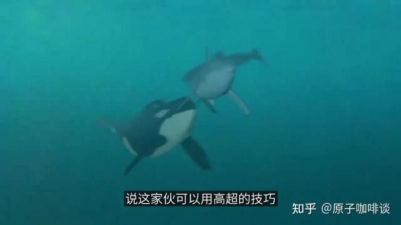 達摩鯊有哪些天敵？（達摩鯊在自然界中仍然面臨著一些天敵的威脅）