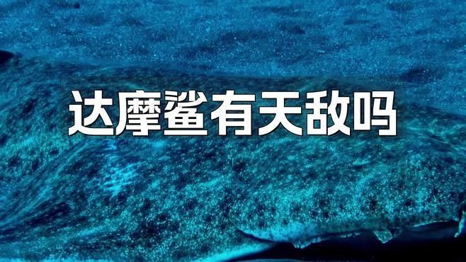 達摩鯊有哪些天敵？（達摩鯊在自然界中仍然面臨著一些天敵的威脅）