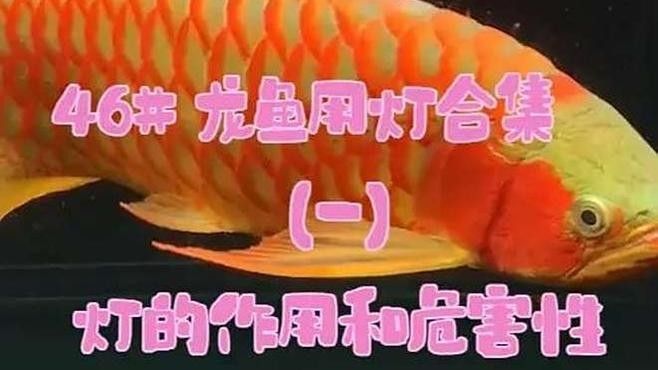 給我推薦幾款適合紅龍養(yǎng)殖的LED燈（紅龍專用led燈具推薦）