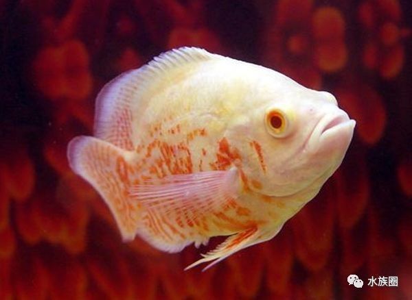如何避免龍魚和地圖魚打架（龍魚和地圖魚打架怎么辦）