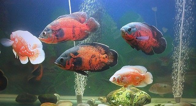 如何避免龍魚和地圖魚打架（龍魚和地圖魚打架怎么辦）