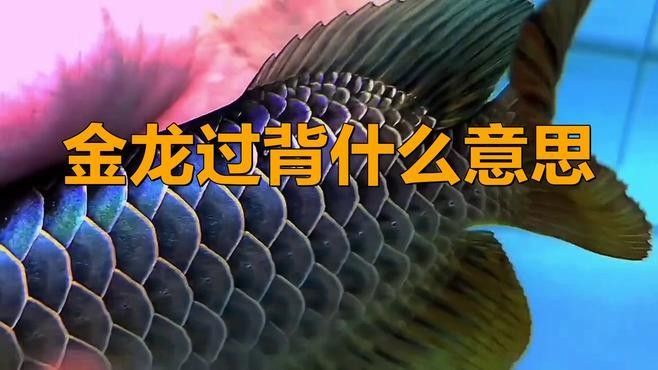 高背金龍魚過背需要多長時間？（高背金龍魚過背需要多長時間）