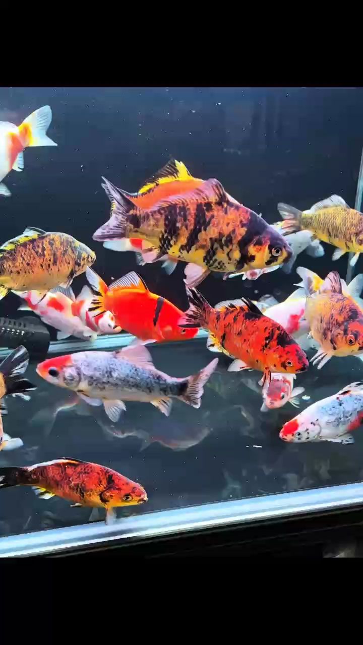 短尾草金有喜歡的嗎（短尾草金的飼養與養護）