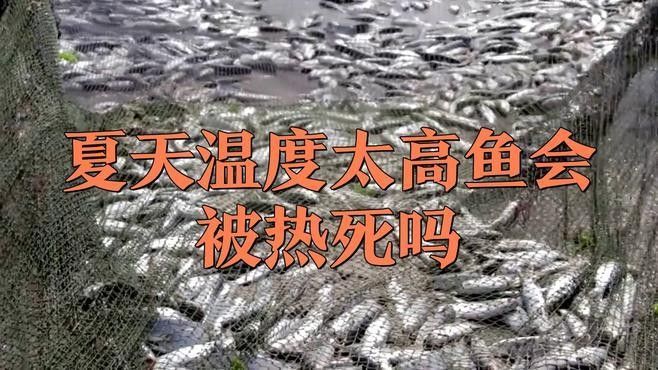 龍魚在高溫下會死亡嗎？（高溫對龍魚的影響）