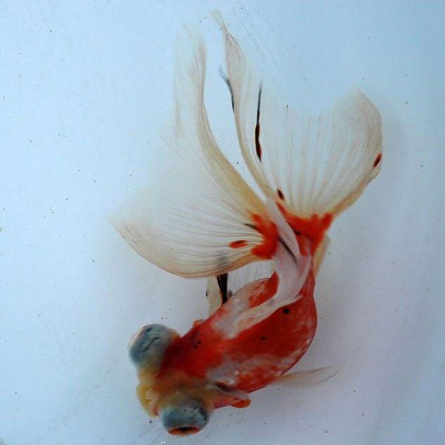 紅龍睛有哪些亞種？（紅龍睛的亞種分類）