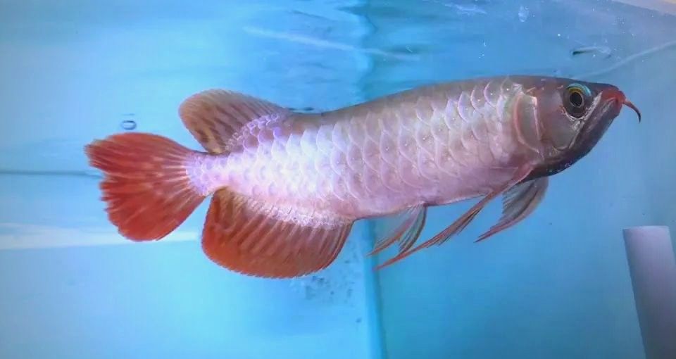 關嶺哪個水族館龍魚好？祥龍魚場龍魚（關嶺祥龍魚場的龍魚種類繁多） 關嶺哪個水族館龍魚好？祥龍魚場龍魚（關嶺祥龍魚場的龍魚種類繁多） 龍魚百科 第6張