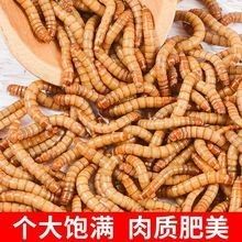 南寧龍魚市場的價格范圍（南寧龍魚市場價格范圍）