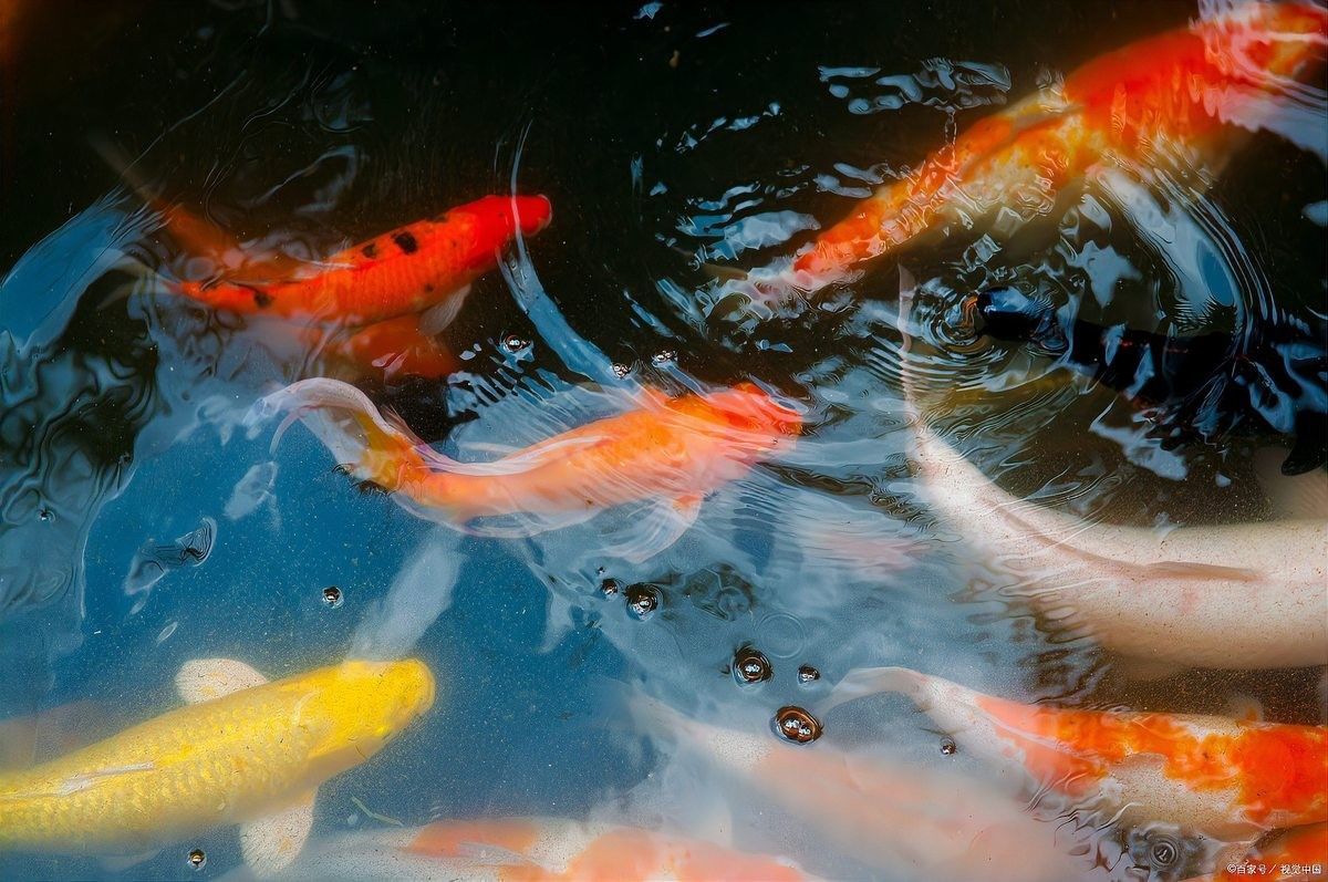 龍魚換水后趴缸需要停食嗎？（如何預防龍魚換水后趴缸）