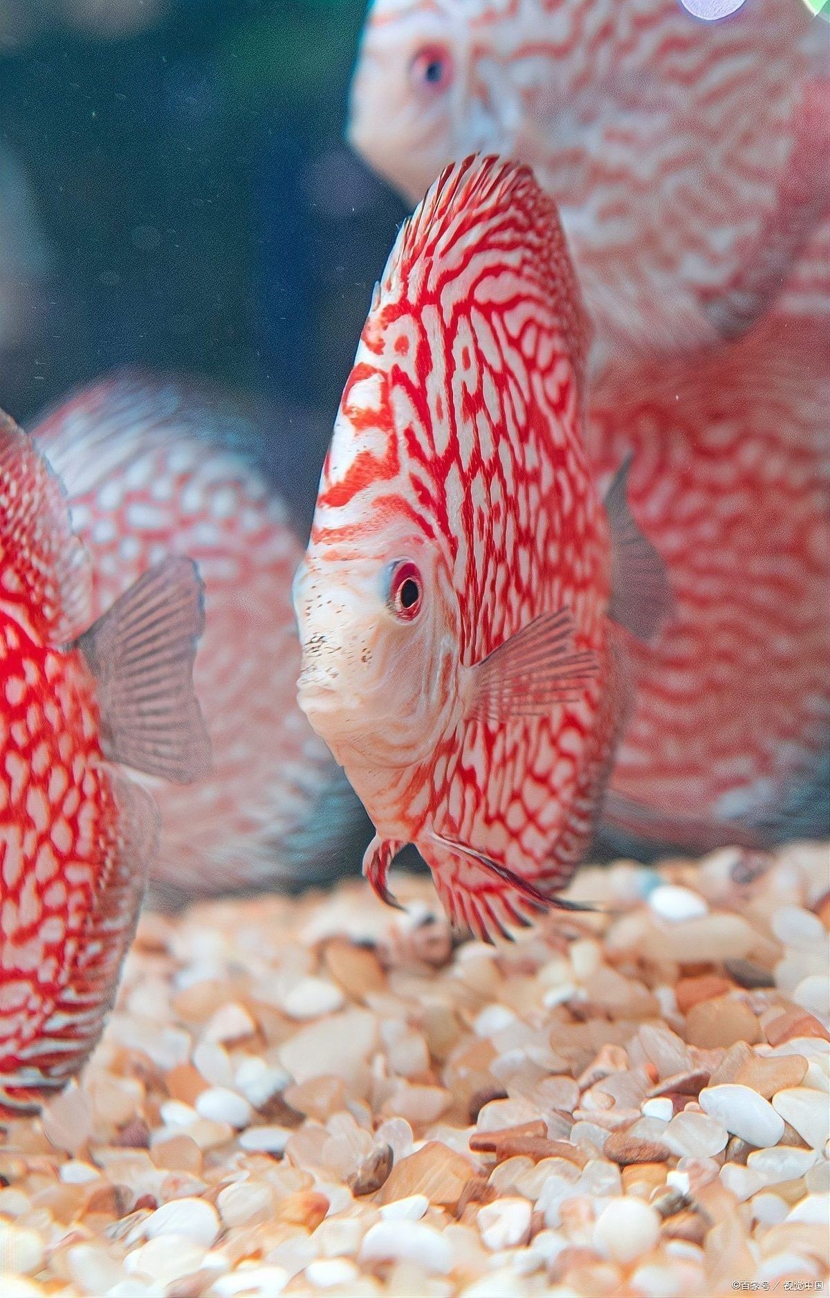 白子招財龍魚繁殖期是什么時候？（如何判斷白子招財龍魚是否進入繁殖期？）