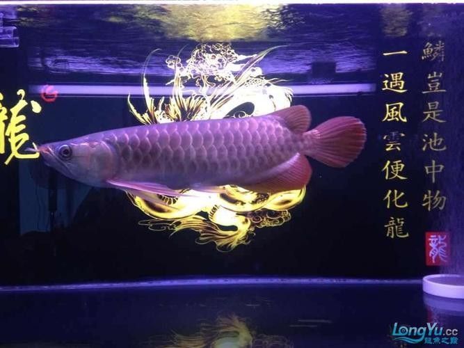 金老虎魚喂食計劃表，如何制定金老虎魚喂食計劃表 金老虎魚喂食計劃表，如何制定金老虎魚喂食計劃表 龍魚百科 第2張