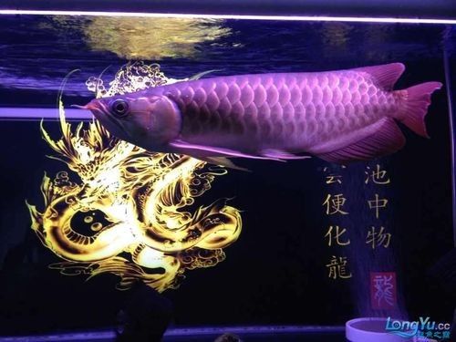 如何辨別洛賓紅龍的品質（如何挑選優質洛賓紅龍）