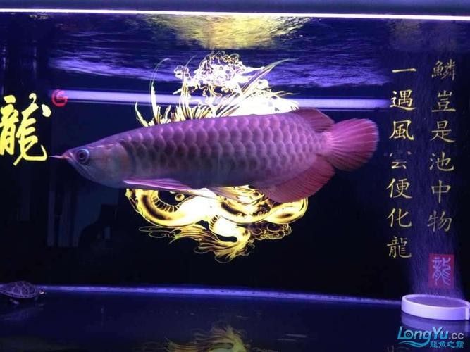 如何辨別洛賓紅龍的品質（如何挑選優質洛賓紅龍）