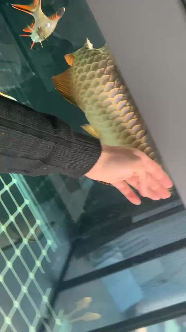 金龍每天日常（中年男子每天的生活似乎都是重復而單調的，他的家庭也很簡單）