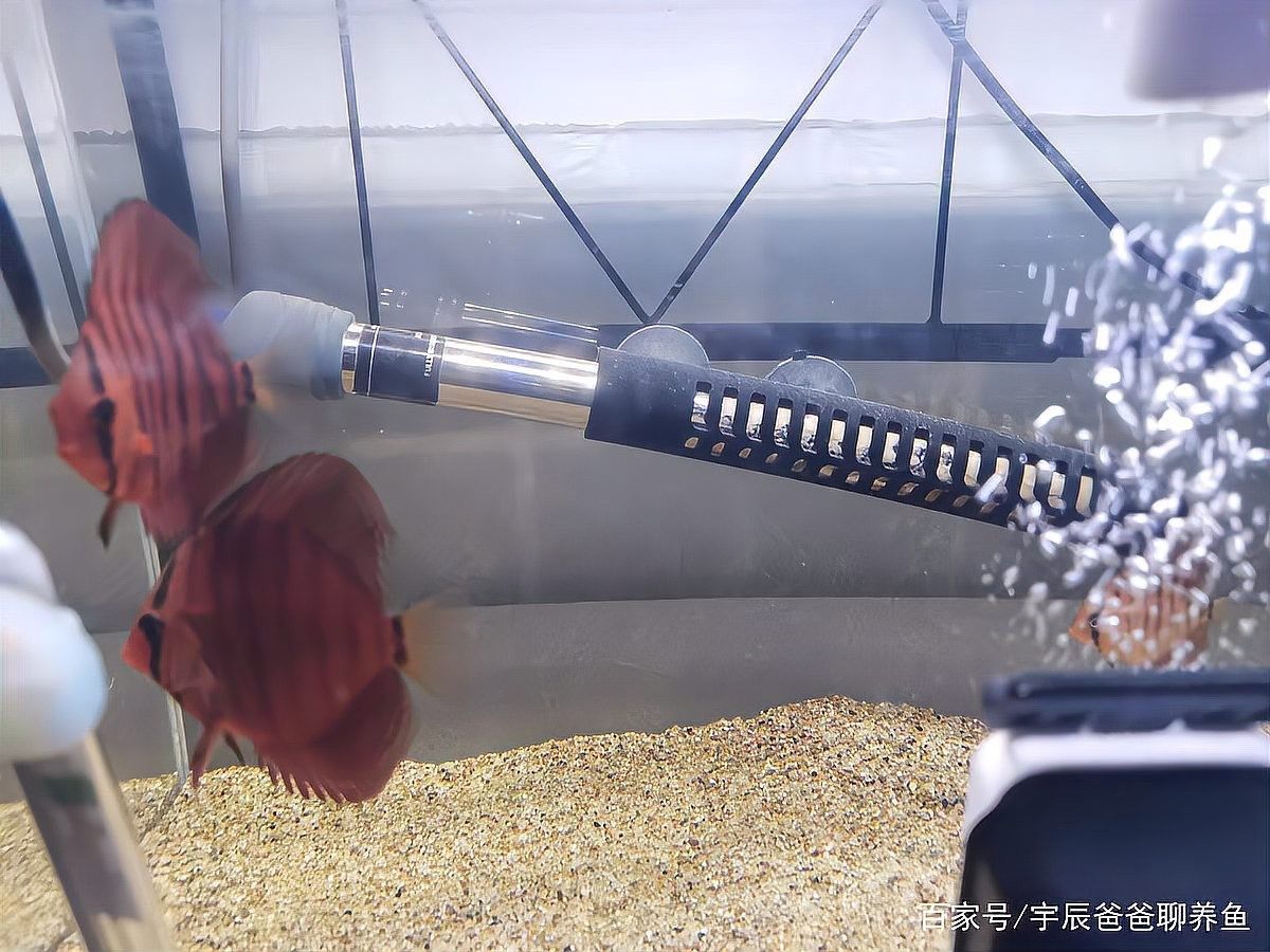 雙加熱棒如何設置？（加熱棒的正確使用方法） 雙加熱棒如何設置？（加熱棒的正確使用方法） 龍魚百科 第19張