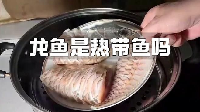 藍色龍魚的市場價格如何（藍色龍魚市場價格分析）