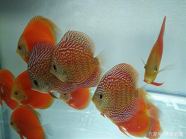 七彩魚和龍魚的最佳混養比例（七彩神仙魚與龍魚混養需要多長時間適應時間適應）