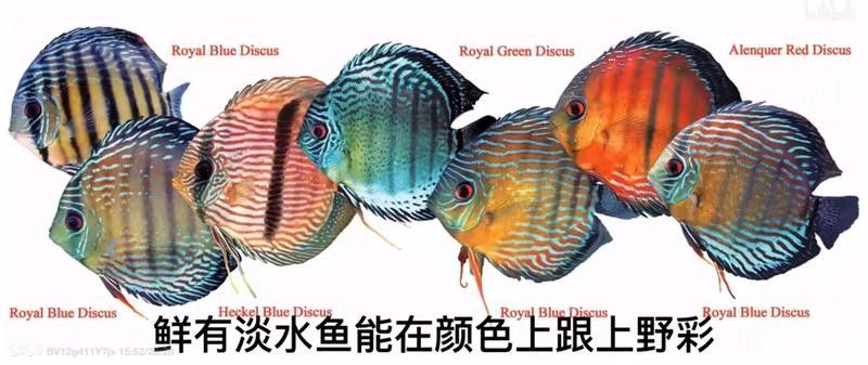 七彩魚和龍魚的最佳混養比例（七彩神仙魚與龍魚混養需要多長時間適應時間適應）