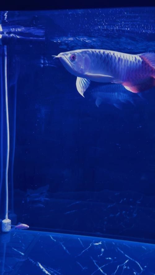 推薦一些高清龍魚壁紙資源（一些建議的高清龍魚壁紙資源）