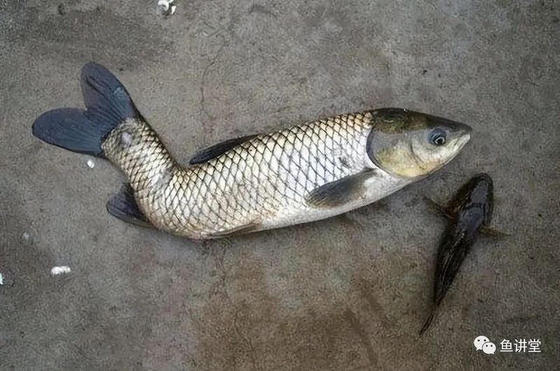 龍魚畸形遺傳能否完全避免？（如何避免龍魚畸形的發生）